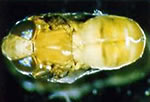 ウリミバエの蛹（内部）